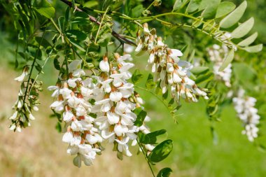 Siyah çekirgeden oluşan güzel beyaz çiçekler (Robinia psödoacia), çiçek desenli akasya ağacı.