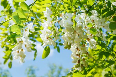 Yazın başında çiçek açan robinia psödoacia. Bahar ormanında çiçek açan beyaz akasya. Robinia psödoacia çiçek açan süs ağacı.