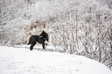 Kışın köpeği ormanda dolaştırmak. Kara bir köpek karlı bir ormanda duruyor ve uzaklığa bakıyor. Kışın karlı bir ormanda siyah bir köpek. Kopyalama alanı ile yatay.