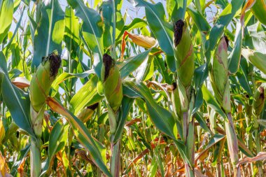 Mısır tarlasını kapatın. Yaz mevsiminde mısır tarlası çiftliğinin yeşil mısırları. Bir mısır koçanı tarlasına yakın çekim