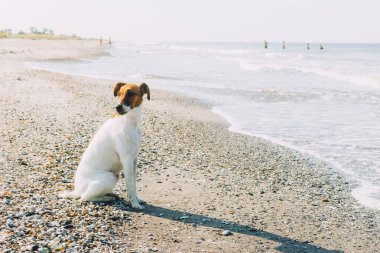 Deniz kıyısında pürüzsüz saçlı bir tilki teriyeri oturuyor. Pürüzsüz saçlı bir tilki teriyeri..