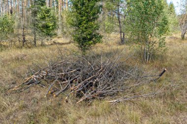 Yeşil çimlerin üzerinde küçük bir kesik ve kesilmiş ağaç dalları yığını var. Yerde bir odun yığını ve dallar var. Bahçe düzenlemesi, dalları budamak, ağaçları ve çalıları budamak.