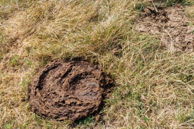 Cow dung cake close-up. Dried cow dung on dry grass, compost fertilizer shit for the environment, reflecting the essence of rural life and agriculture. Top view texture background.