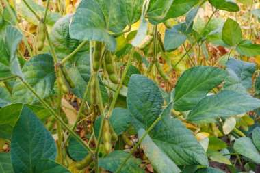 Yeşil sarı tüylü soya fasulyesi kabukları soya fasulyesi tarlasında olgunlaşır, yakın plan. Yeşil fasulye tarlasına yakın çekim. Tarlada soya fasulyesi hasadı. Cömert hasat kavramı