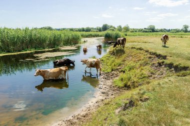 Sıcak yaz havasında nehirden su içen inek sürüsü, kırsal kesimde, suda yansıma. Bir inek nehirde dururken su içer..