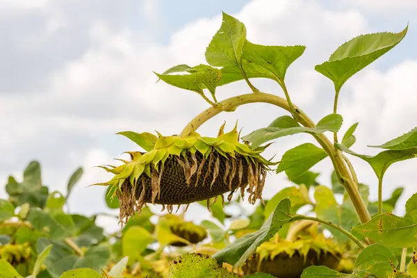 stock image Close up of dried ripe sunflowers in a sunflower field awaiting harvest on a sunny day. Field crops.