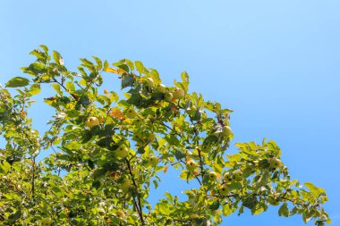 Mavi gökyüzüne karşı bir sürü yeşil elması olan bir dal, dalda sağlıklı, taze elmalar.