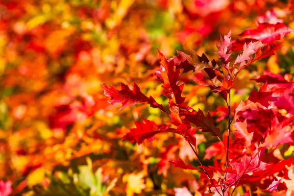 stock image Close up of red oak leaves on branch with blurred background. Bright red oak.