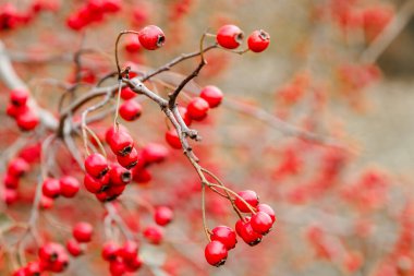 Doğada bir çalılıkta yetişen kızıl dikenli üzümler, sonbahar mevsimsel arka plan. Crataegus monogyna. Diken. Sonbaharda yapraklı dallar ve kırmızı meyveler.