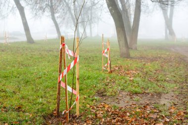 Park şeridinde koruyucu desteği olan genç ağaçlar, her biri ekstra istikrar için tahta çivilerle destekleniyor. Destekler ağaçların düzgün büyümesini ve onları zarardan korumak için kullanılıyor.