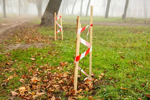 Parkta genç ağaçlar yetişir. Şehir parkında yeni dikilmiş ağaçlar, doğa ekolojisi toprak koruma kavramı. Koruyucu desteği olan genç ağaçlar..