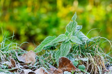 Close-up of a nettle plant covered in frost. The nettle leaves are covered with frost. Close up