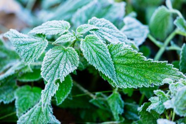 Buzla kaplı bir ısırgan otunun yakın çekimi.