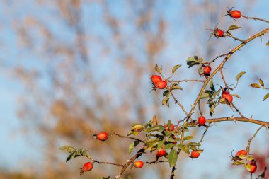 Dallarda kırmızı gül üzümü. Şehir parkında mavi gökyüzüne bakan bir gül kalçasının güzel bir fotoğrafı. Çalının üzerinde sallanan olgun gül kalçaları