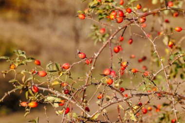 Şehir parkında güzel bir gül kalçası fotoğrafı. Olgun güllük gülistanlık meyveler çalılıklarda asılı