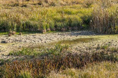 Kısmen kurumuş bir sonbahar bataklığı. Etrafı uzun çimenlerle çevrili. Çamurlu ve sonbahar sonbahar günışığını yansıtan su birikintileri..