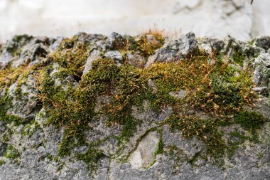 Yıpranmış bir taş yüzeyde büyüyen parlak yeşil yosunların yakın çekimi zorlu koşullarda gelişen doğanın güzelliğini yansıtır..