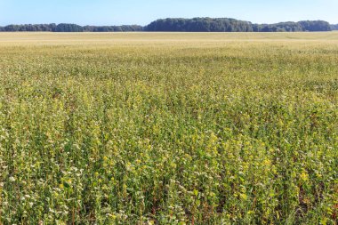 A beautiful field of flowering buckwheat under a clear blue sky with trees in the background clipart