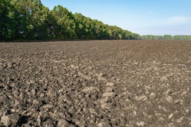 Ağaçlarla dolu, güneşli bir günde arka planda ufuk çizgisi olan yeni bir tarla.