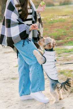 Beyaz ceketli küçük bir köpek sahibinin bacağının üzerinde duruyor ve bir ödül için uzanıyor. Sahibi, günlük giysiler içinde, parkta yürürken köpeği bir parça elmayla besliyor.