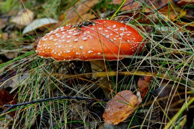 Kırmızı mantar, aynı zamanda sinek agariği ya da sinek agariği olarak da bilinir. Sonbahar ormanlarında yetişen sıradan bir kırmızı mantar.