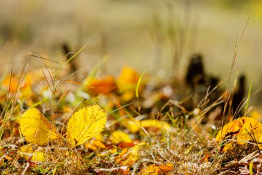 Altın sonbahar yaprakları yere yakın. Sıcak renkler ve yumuşak güneş ışığı bu doğa sahnesinde sakin ve nostaljik bir atmosfer yaratır.