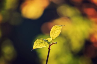 Bulanık bir arkaplanda güneş ışığı yaprakları. Güneş ışığıyla hafifçe aydınlatılan, yeşil ve turuncu tonlarda güzel bulanık arkaplanı olan iki sarı-yeşil yaprağın yakın plan görüntüsü.