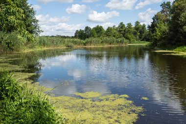 Gökyüzünün yansıması olan sakin bir nehir, yoğun bitki örtüsüyle çevrili, bulutlu açık mavi bir gökyüzünün altında.