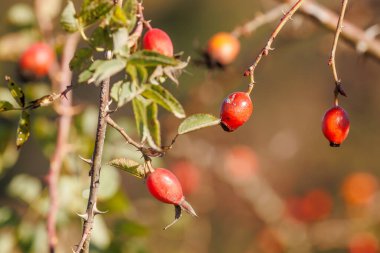 Dallarda kırmızı gül üzümü. Gül kalçalı romantik bir sonbahar. Şehir parkında güzel bir gül kalçası fotoğrafı. Çalının üzerinde sallanan olgun gül kalçaları