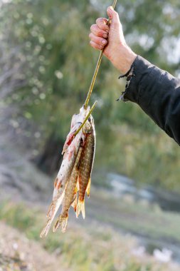 A man holds a pike he has just caught on a stick on the river bank, which emphasizes the success of fishing and outdoor recreation.