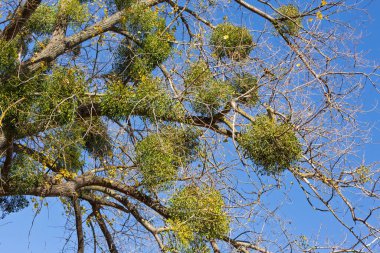 Ağaçta yetişen yeşil yapraklı ve böğürtlenli ökseotu bitkisi doğal yaşam alanını ve botanik detaylarını vurguluyor.