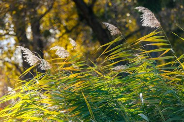 Yeşil ve sarı yapraklı sonbahar sazlıklarına yakın çekim, açık hava ortamında otların doğal dokusunu ve rengini gösteriyor. Sazlık yapraklarından oluşan doku, yakın plan.