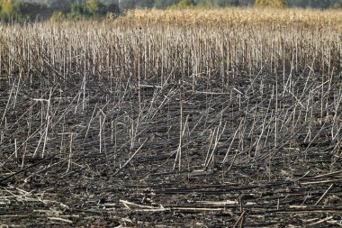 Ayçiçeği kalıntıları hasattan sonra tarlada toplanıyor. Tarım arazisi. Ekin ve tarım kavramı. Poster, duvar kağıdı, arkaplan veya başlık için tasarım.