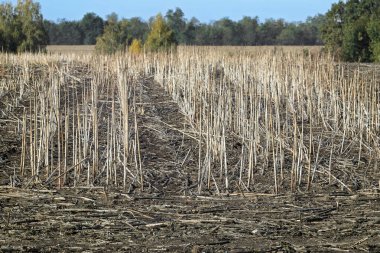 Ayçiçeği kalıntıları, arka planda bir ormanla birlikte hasattan sonra bir tarlada toplanır. Tarım arazisi. Ekin ve tarım kavramı. Poster, duvar kağıdı, arkaplan veya başlık için tasarım.