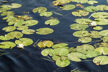 Nehirdeki nilüfer çiçeği. Sakin su yüzeyinde yeşil nilüferli beyaz zambaklar. Tasarım ve baskı için doğal su sahnesi