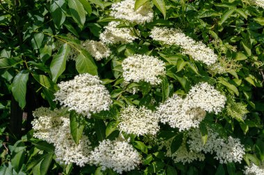 Mürver çiçekleri yeşil yapraklarla çevrili küçük beyaz çiçek kümeleriyle dolu. Güpegündüz yaşlı böğürtlen çalılığına yakın çekim.