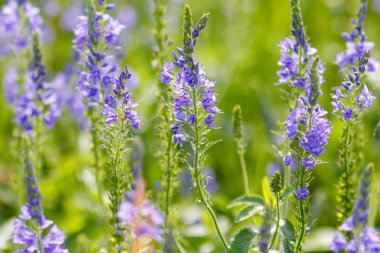Veronica Spuria çiçekleri yemyeşil çayırlarda yemyeşil yapraklarla çevrilidir. Doğa fotoğrafçılığı canlı mor çiçekleri vurguluyor.