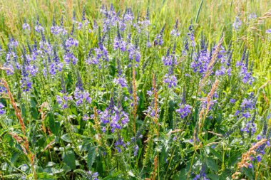 Veronica Spuria çayırlarda açan kır çiçekleri, doğal yaşam alanlarındaki mor çiçeklerin güzelliğini gözler önüne seriyor..