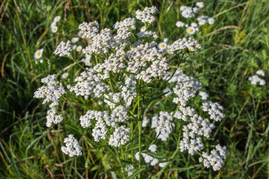 Beyaz Achillea çiçeklerinin büyüleyici yakın çekimi. Zarif çiçekler ebediyete ve doğal zarafete, botanik zarafete bir övgü..
