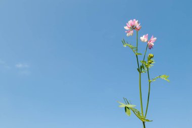 Pink and white Securigera varia flowers with green stems on blue sky background. Nature photography with copy space. Wildflowers and botanical concept for design and print clipart