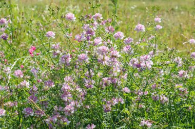 Coronilla or Securigera varia Crown vetch or purple crown vetch grass. Clusters of variegated white and pink flowers in globose umbels on long peduncles with oblong and mucronate foliage, fern-like clipart