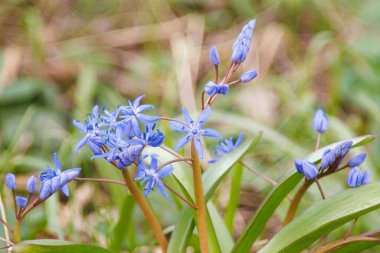 İlkbaharda açan kar damlası (Scilla bifolia) makro çekimi. Yeşil yapraklı çan çiçekleri ve doğal bulanık arka plan. Bahar mevsimi konsepti