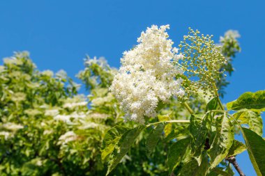 Mavili gökyüzüne karşı güneş ışığıyla aydınlatılan beyaz mürver çiçeklerine yakın çekim