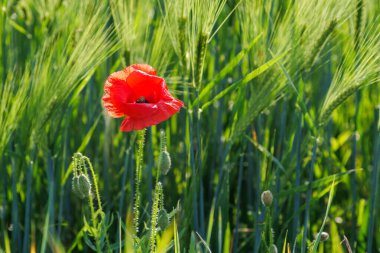 Papaver, papaveraceae familyasından bir bitki cinsidir. Yeşil bir arpa tarlasında tek bir kırmızı gelincik çiçeği. Parlak bahar bitkileriyle yakın plan doğa fotoğrafı. Tarım ve kırsal kesim kavramı