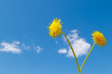 Uzun saplı iki sarı karahindiba çiçeği açık mavi bir gökyüzüne karşı. Bahar doğasının minimalist kavramı