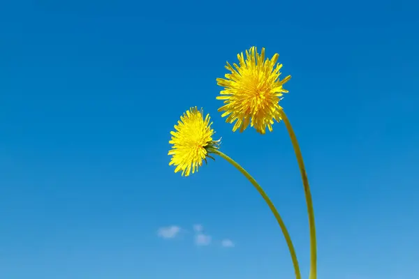 Uzun saplı iki sarı karahindiba çiçeği açık mavi bir gökyüzüne karşı. Bahar doğasının minimalist kavramı