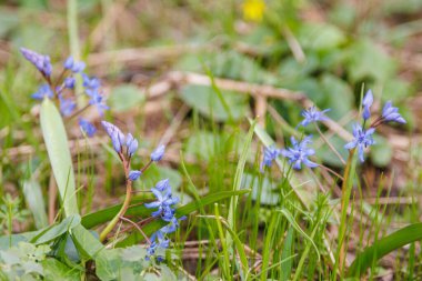 Mavi narin ve taze çiçek Scilla bifolia L. Uyanış, kartpostal. Tasarım ve baskı için makro doğa fotoğrafçılığı. Bahar ve botanik kavramları.