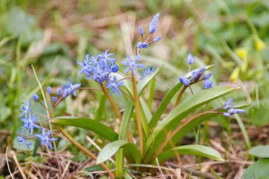 Close up of blooming Scilla bifolia flowers in early spring surrounded by grass. Macro view in grassy environment. Nature and botanical photography. clipart