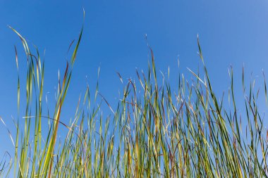 Açık mavi gökyüzünün arka planında uzun yeşil kamış sapları. Tasarım ve baskı için doğa ve yaz mevsimi konsepti