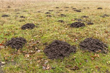 Kuru yapraklar ve doğal bitki örtüsüyle çevrili çimenli bir arazide köstebekler tarafından oluşturulan taze toprak yığınları.